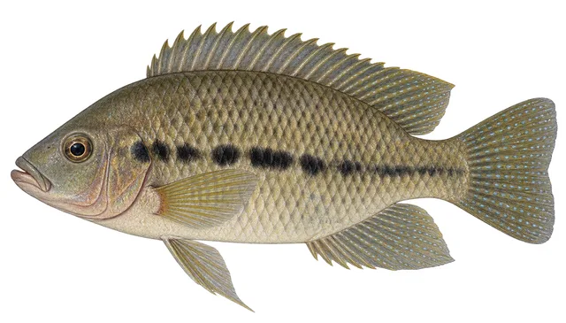 Spotted Tilapia field guide illustration