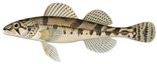 Stargazing Darter field guide illustration