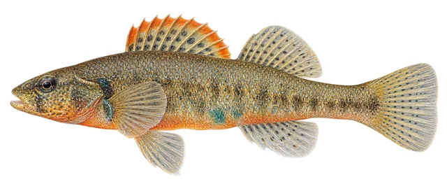 Stippled Darter field guide illustration