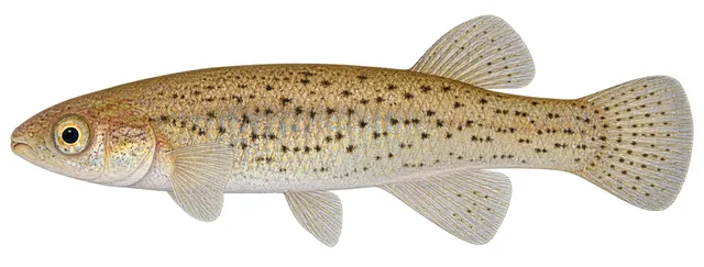 Stippled Studfish field guide illustration