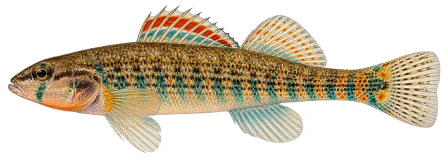 Strawberry Darter field guide illustration