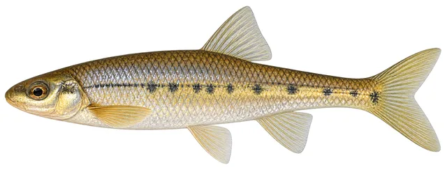 Streamline Chub field guide illustration