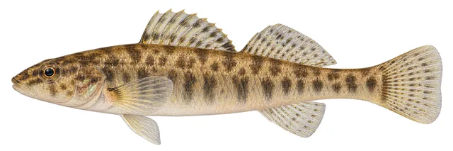 Striated Darter field guide illustration