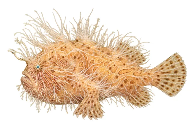 Striated Frogfish field guide illustration