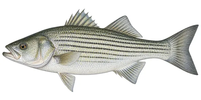 Striped Bass field guide illustration