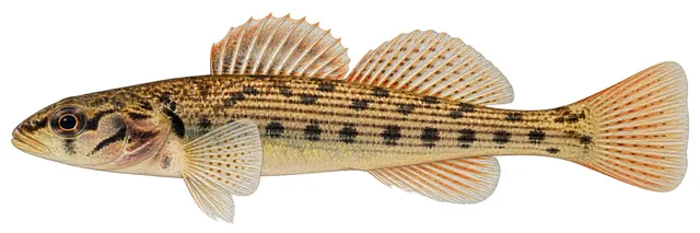 Striped Darter field guide illustration