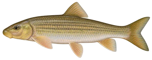 Striped Jumprock field guide illustration