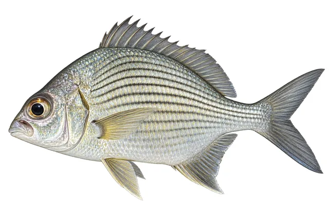 Striped Mojarra field guide illustration