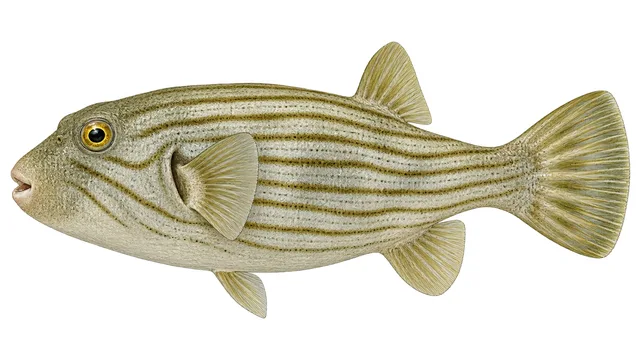 Striped Puffer field guide illustration