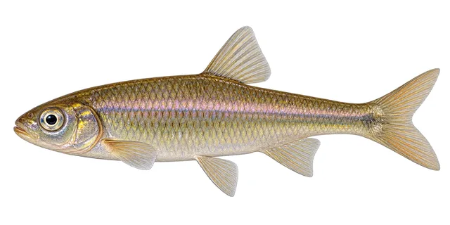 Striped Shiner field guide illustration