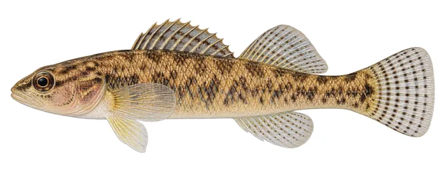 Stripetail Darter field guide illustration