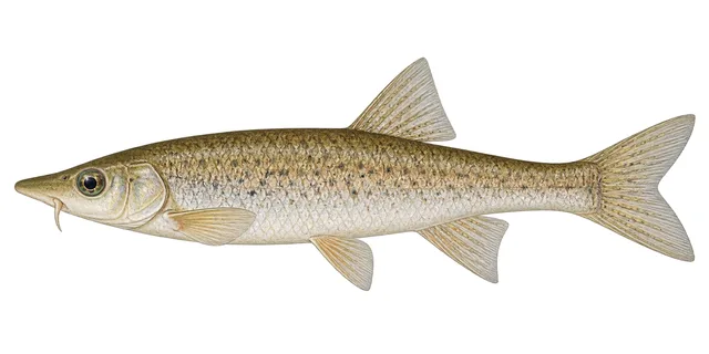 Sturgeon Chub field guide illustration