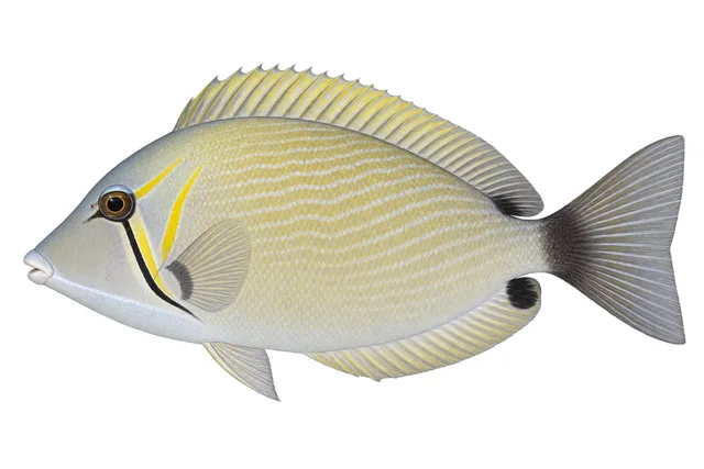 Sufflamen bursa field guide illustration