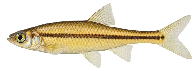 Swallowtail Shiner field guide illustration