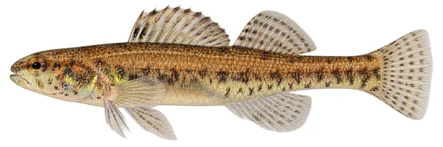 Swamp Darter field guide illustration