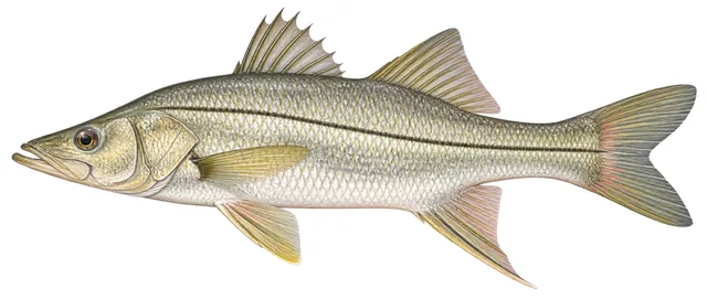 Swordspine Snook field guide illustration