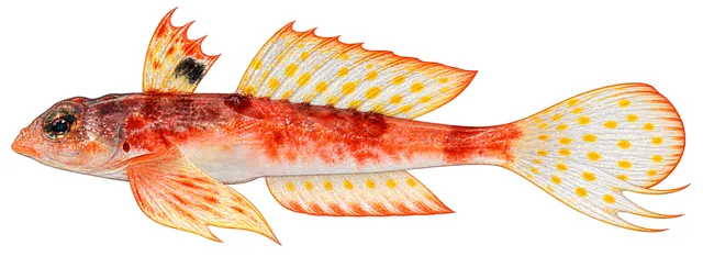 Synchiropus kinmeiensis field guide illustration
