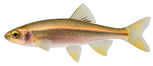 Tallapoosa Shiner field guide illustration