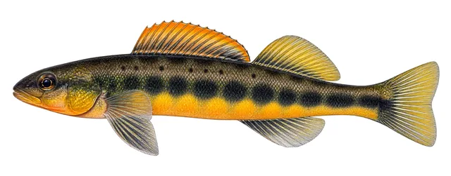 Tangerine Darter field guide illustration