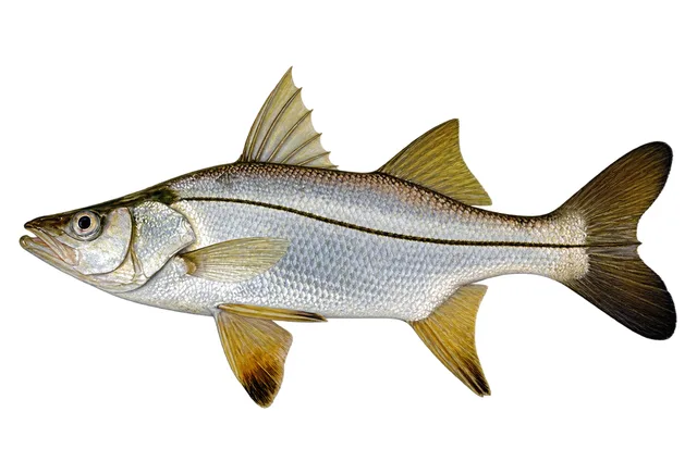 Tarpon Snook field guide illustration