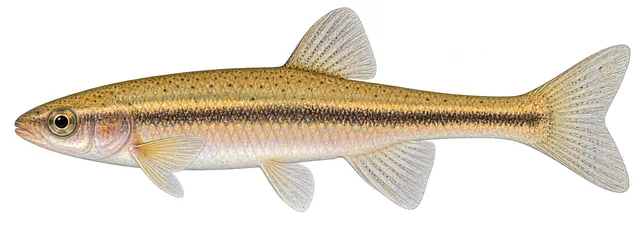 Tennessee Dace field guide illustration