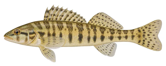 Tennessee Logperch field guide illustration