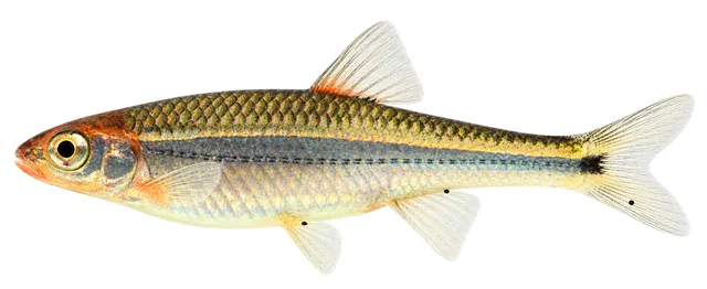 Tennessee Shiner field guide illustration