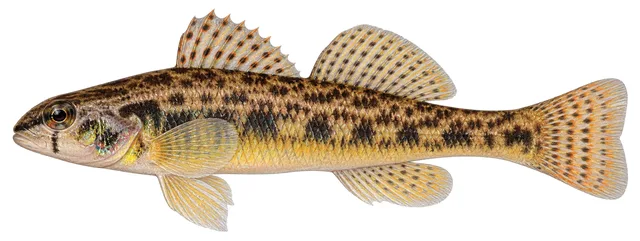 Tessellated Darter field guide illustration