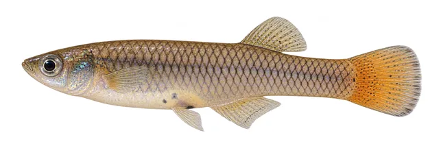 Tex-mex Gambusia field guide illustration