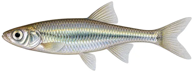 Texas Shiner field guide illustration