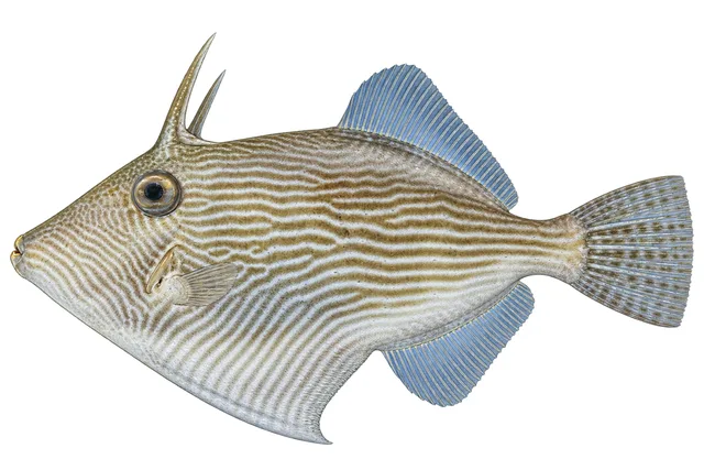 Thamnaconus garretti field guide illustration