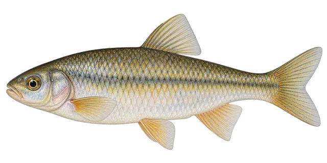 Thicklip Chub field guide illustration