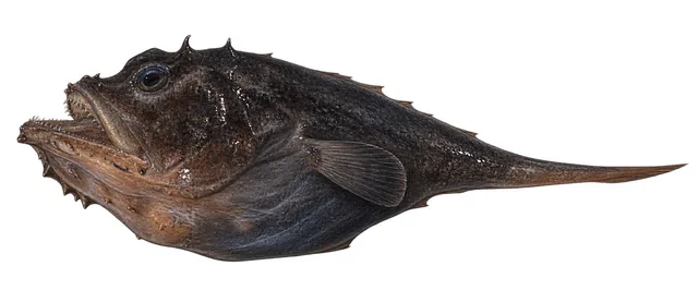Threadfin Goosefish field guide illustration