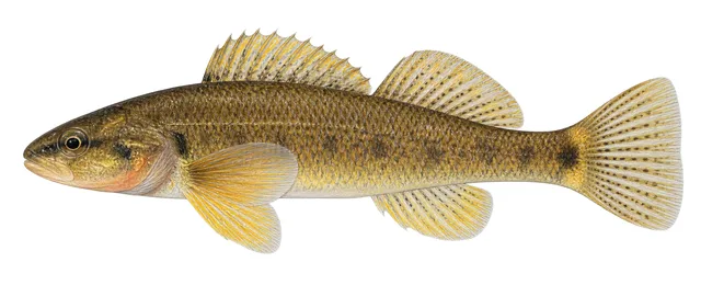 Tippecanoe Darter field guide illustration