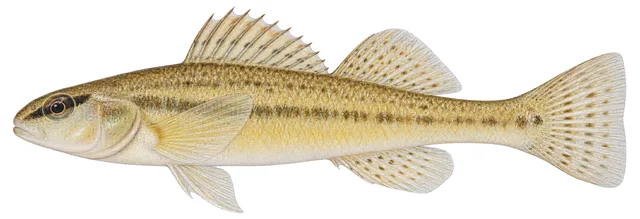 Tombigbee Darter field guide illustration