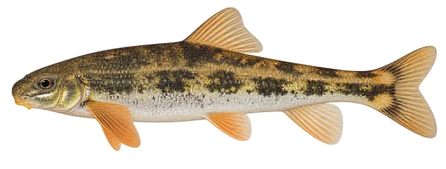 Torrent Sucker field guide illustration
