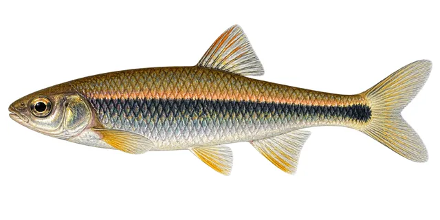 Tricolor Shiner field guide illustration