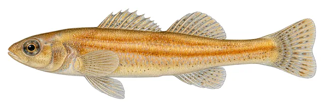 Trispot Darter field guide illustration