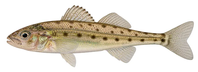 Trout-perch field guide illustration