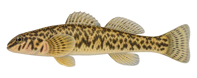 Tuckasegee Darter field guide illustration