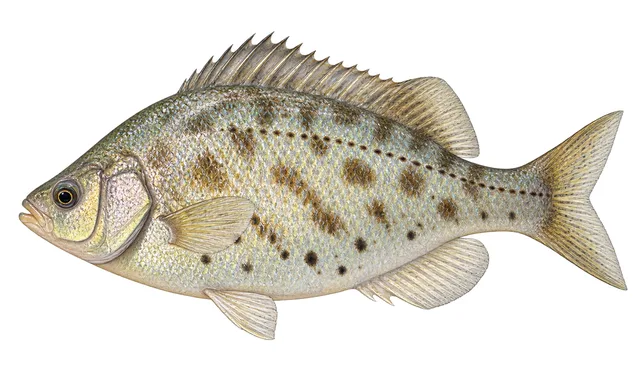 Tule Perch field guide illustration