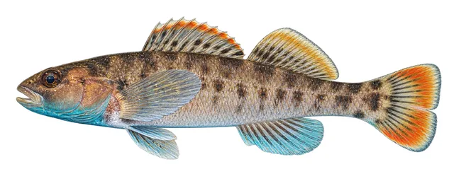 Tuskaloosa Darter field guide illustration