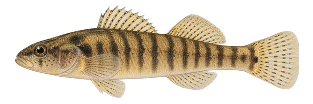 Tuxedo Darter field guide illustration