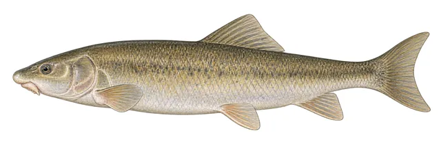 Tyee Sucker field guide illustration