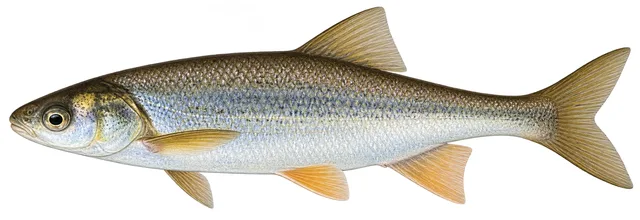 Virgin Chub field guide illustration