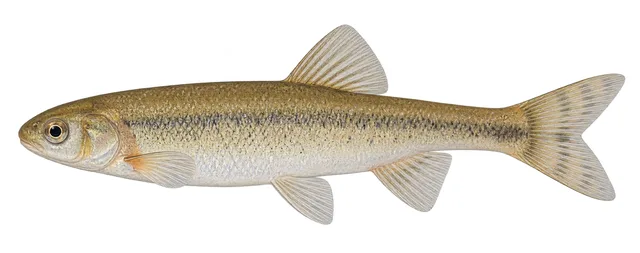 Virgin Spinedace field guide illustration