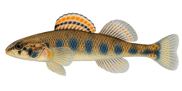 Warioto Darter field guide illustration