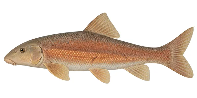 Warner Sucker field guide illustration