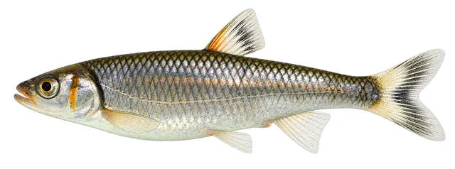 Warpaint Shiner field guide illustration