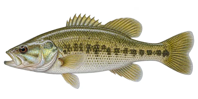 Warrior Bass field guide illustration